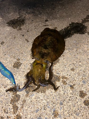 アオリイカの釣果