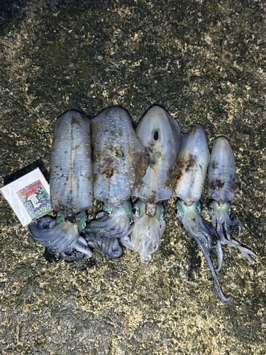 アオリイカの釣果