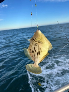 カワハギの釣果