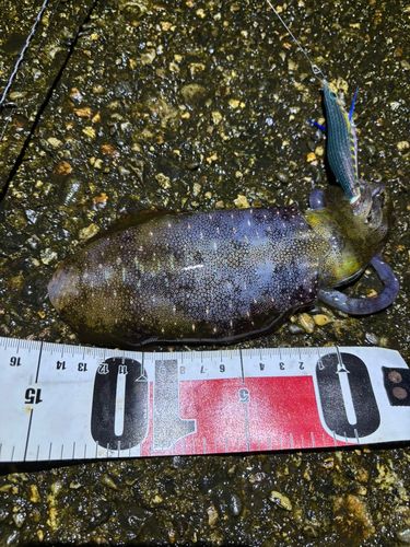 アオリイカの釣果