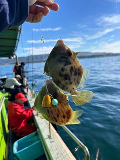 カワハギの釣果
