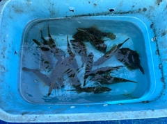 カワハギの釣果