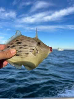 カワハギの釣果
