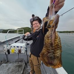 アオリイカ
