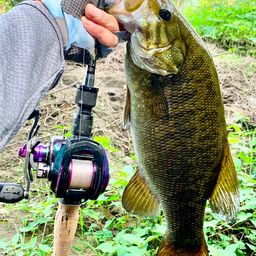 スモールマウスバス