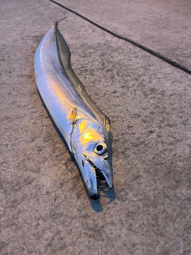 タチウオの釣果