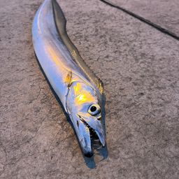 タチウオ