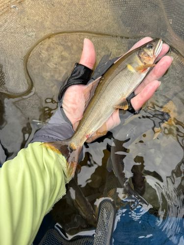 アユの釣果