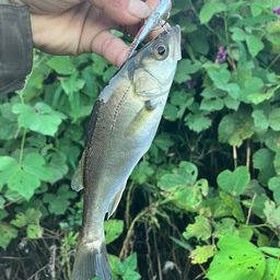 セイゴ（マルスズキ）