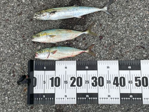 ツバスの釣果