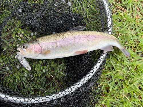 ニジマスの釣果