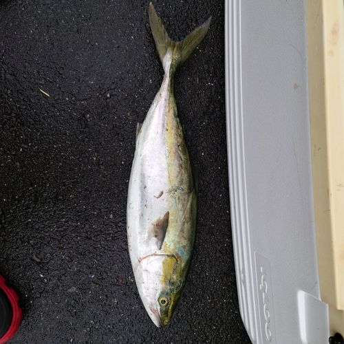 メジロの釣果
