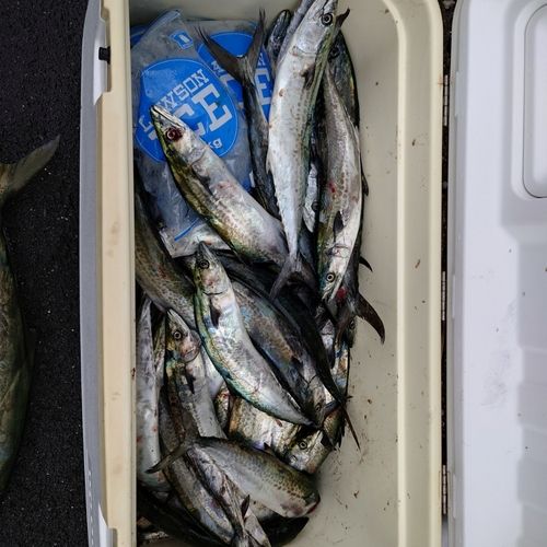 サゴシの釣果