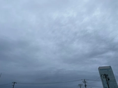 ワカシの釣果