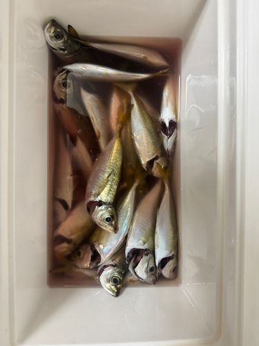博多湾