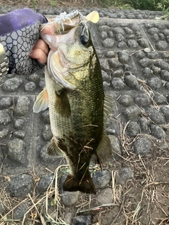 ラージマウスバスの釣果