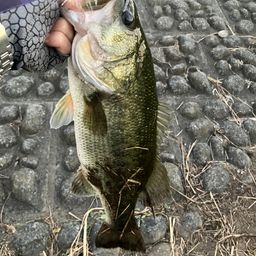 ラージマウスバス