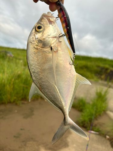 メッキの釣果