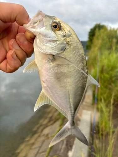 メッキの釣果