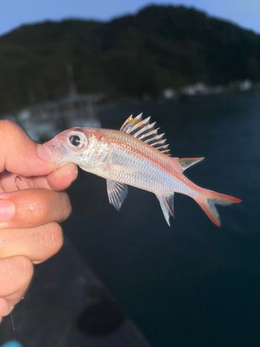 エビスダイの釣果