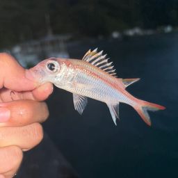 エビスダイ