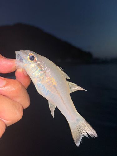 ネンブツダイの釣果