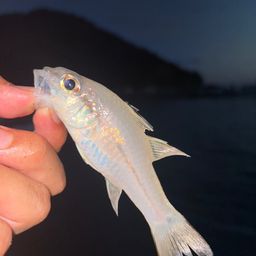 ネンブツダイ