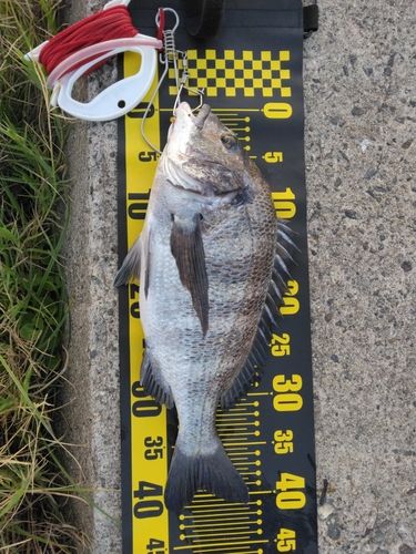 チヌの釣果