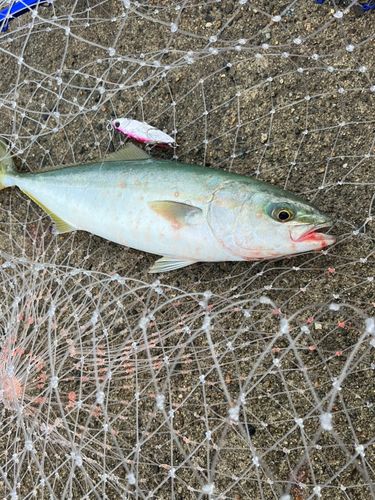 ツバイソの釣果