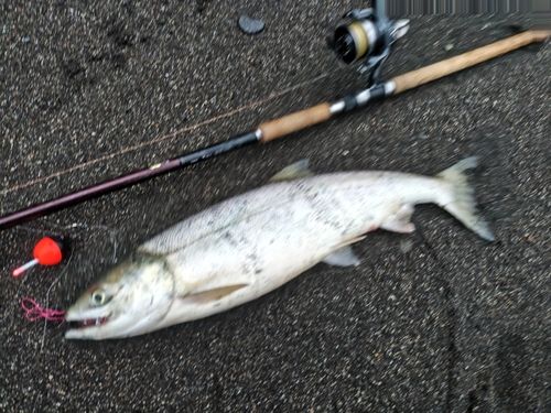 アキアジの釣果