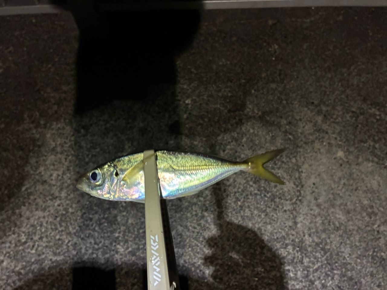 アジ