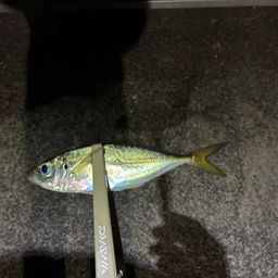 アジ