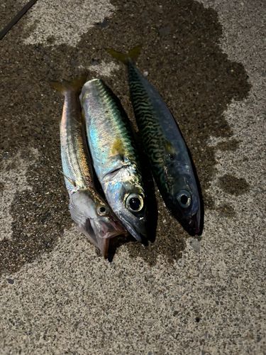 カマスの釣果