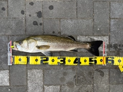 フッコ（マルスズキ）の釣果