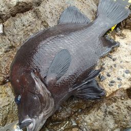 ヒゲダイ