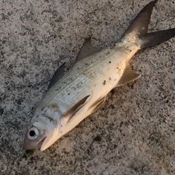 ツバメコノシロ