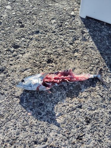 ソウダガツオの釣果
