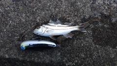 コトヒキの釣果