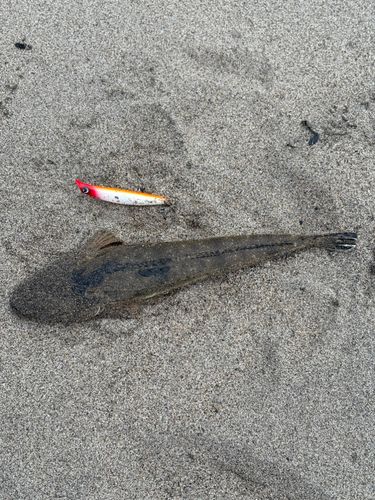 マゴチの釣果