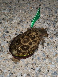 コウイカの釣果