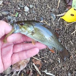 スモールマウスバス