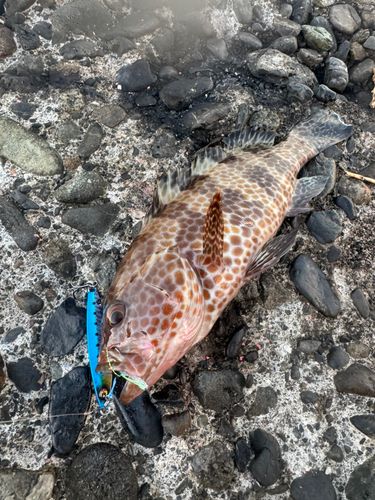 オオモンハタの釣果