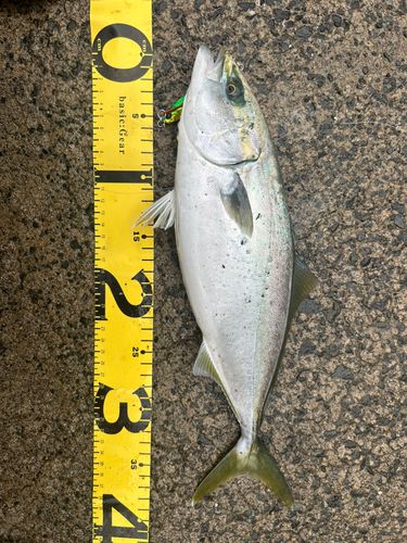 釣果