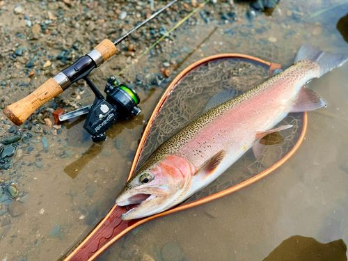 ニジマスの釣果