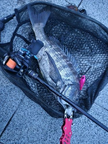 チヌの釣果
