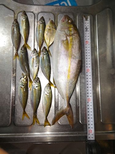 シオの釣果