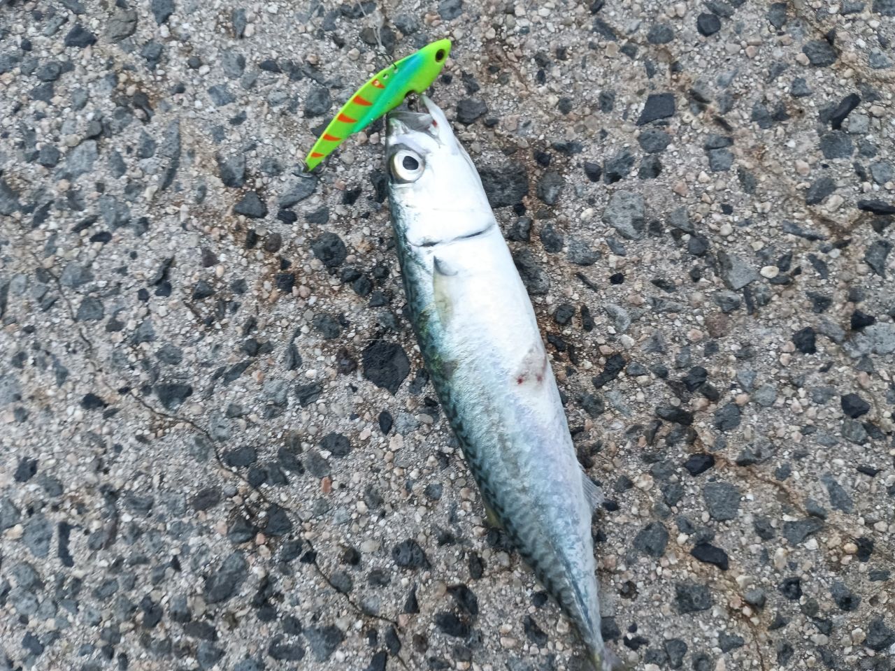 サゴシ