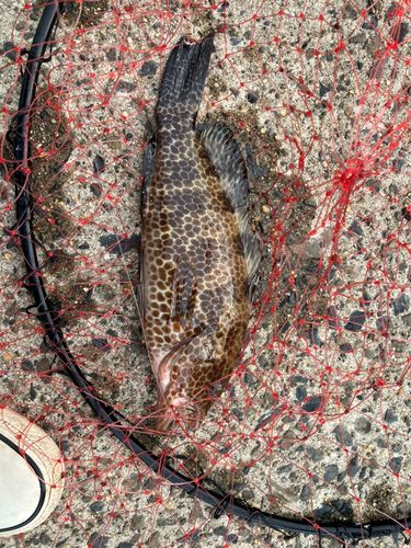 オオモンハタの釣果