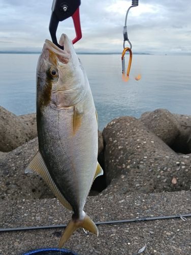 ネリゴの釣果