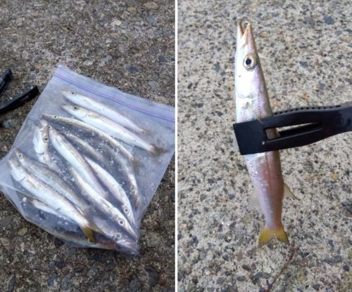 カマスの釣果